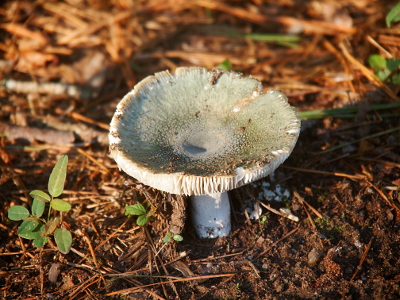 [Mushroom with a thick, flat cap approximately 3 inched in diameter atop a thick stem growing in the dirt.]